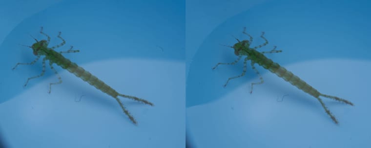 水塘里的水虿和小虾 - 图片2