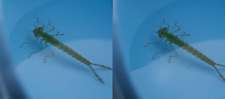 水塘里的水虿和小虾 - 图片3