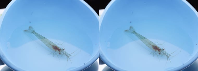 水塘里的水虿和小虾 - 图片4
