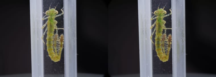 水塘里的水虿和小虾 - 图片5