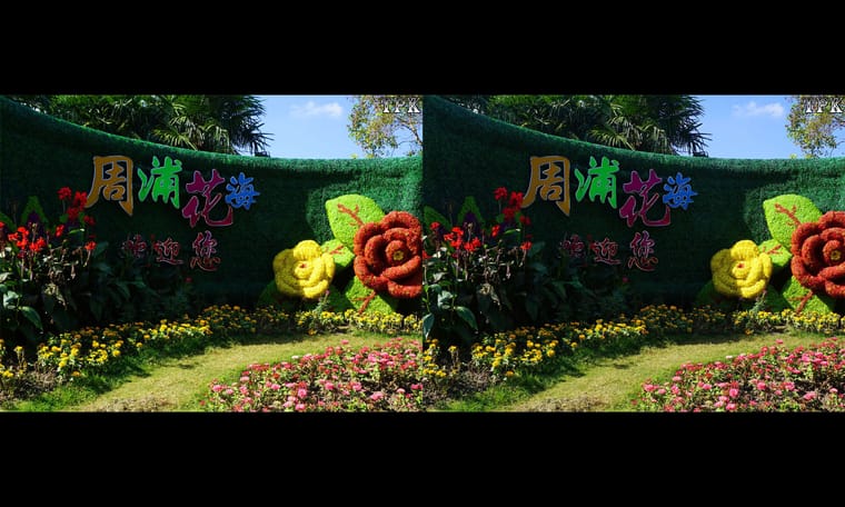 在花海中徜徉（1）240121 - 主图