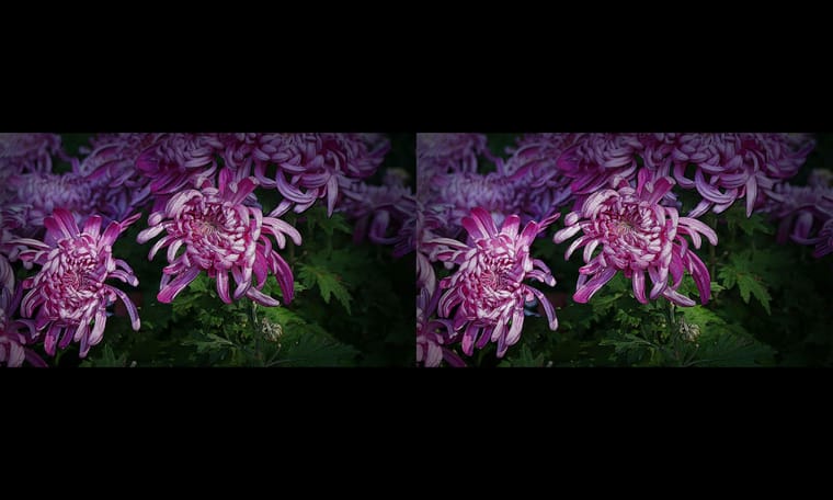 新合成的菊  240311 - 主图