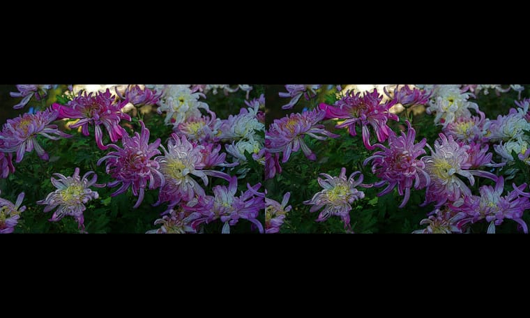 新合成的菊  240311 - 图片2