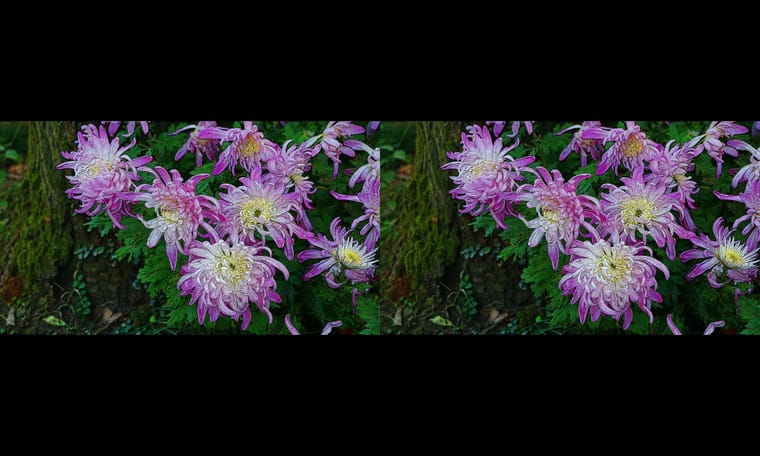 新合成的菊  240311 - 图片3