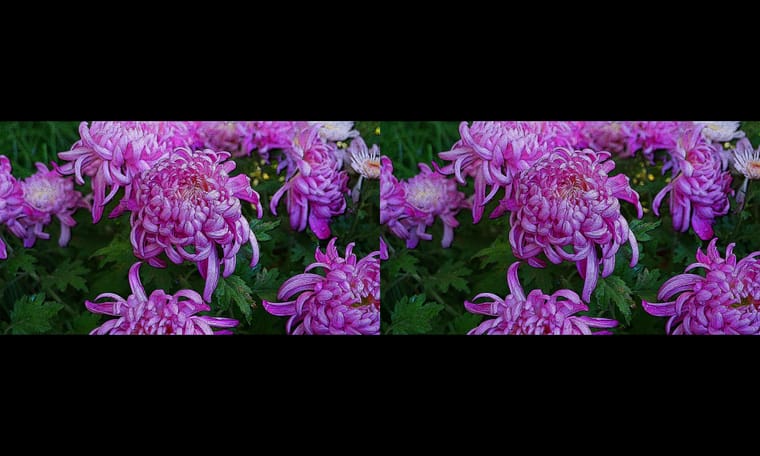 新合成的菊  240311 - 图片5