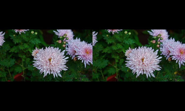 新合成的菊  240311 - 图片6