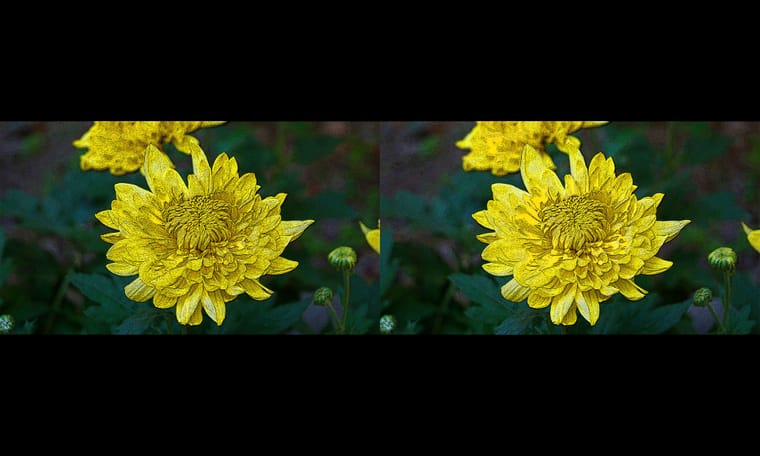 新合成的菊  240311 - 图片7