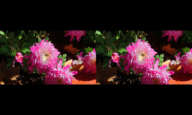 新合成的菊  240311 - 图片8