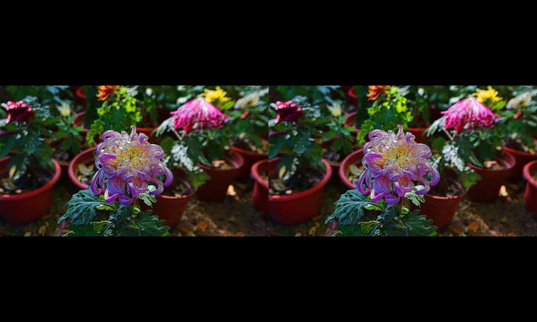 新合成的菊  240311 - 图片9