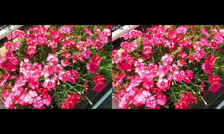 街道像花园  240312 - 图片2