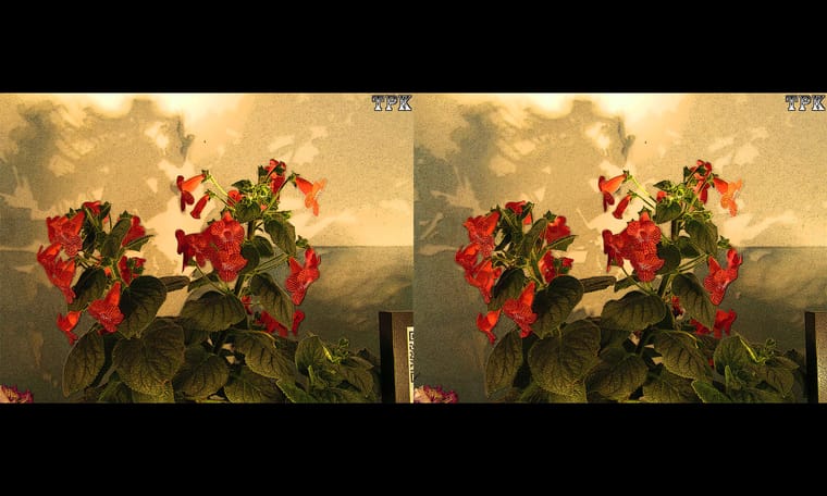 小花  240323 - 主图