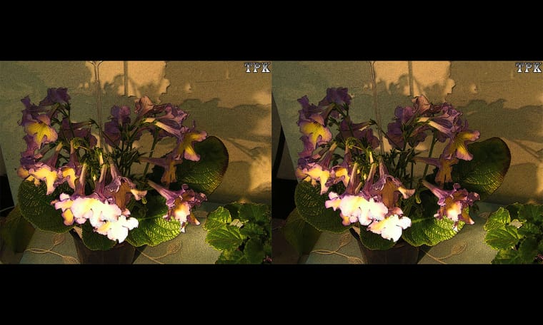 小花  240323 - 图片8