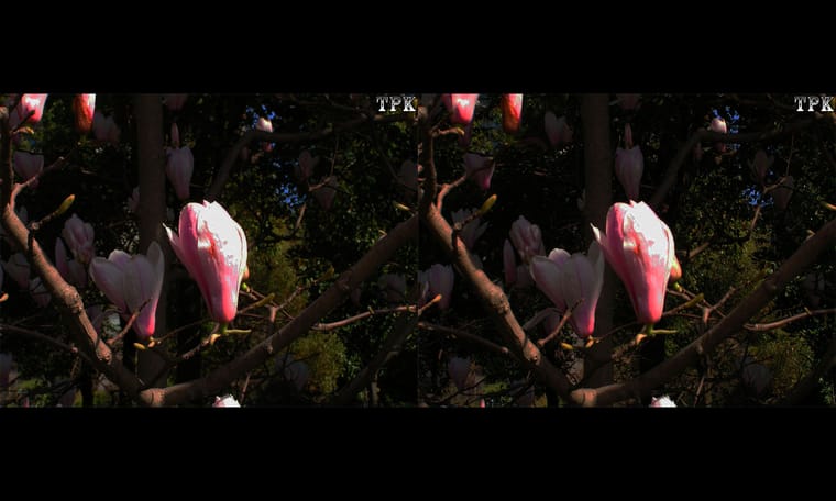 玉兰花  240327 - 图片4