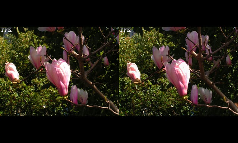 玉兰花  240327 - 图片6