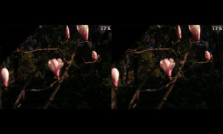 玉兰花  240327 - 图片9