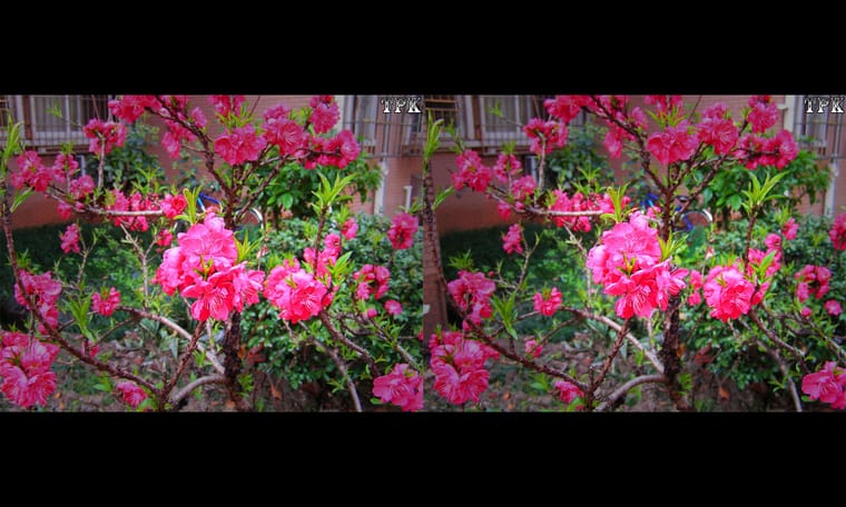 春天到  240328 - 图片4