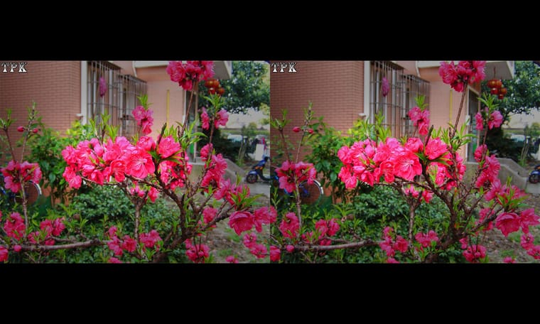 春天到  240328 - 图片5