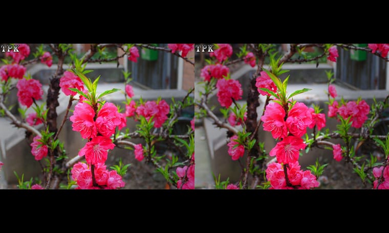 春天到  240328 - 图片6