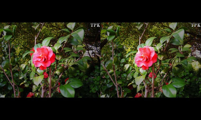 春天到  240328 - 图片8