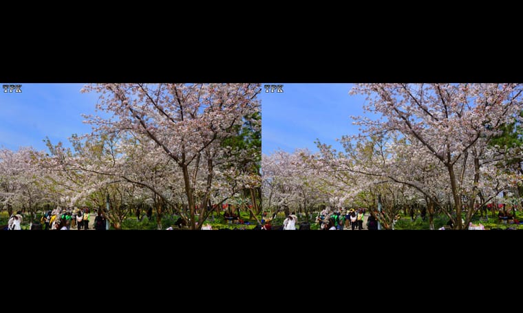淡白轻红绽满柯  240403 - 图片2