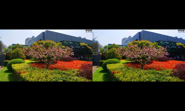 有鲜花的绿草地  240408 - 图片4