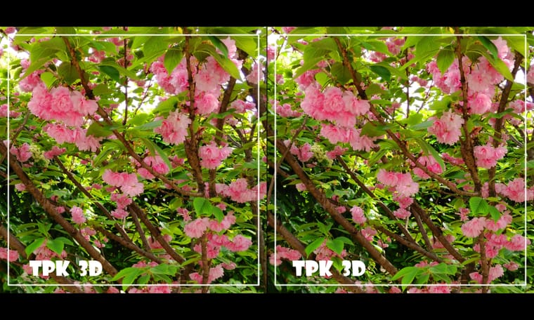 花有灵犀始盛开 240418 - 图片8
