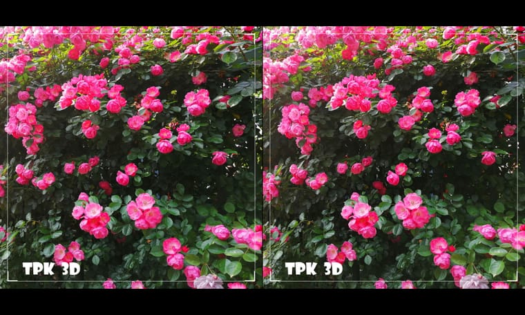 蔷薇  蔷薇  240511 - 主图