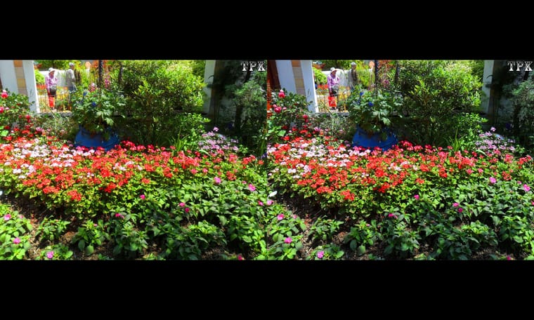 上海植物园2016（2） 240713 - 图片4