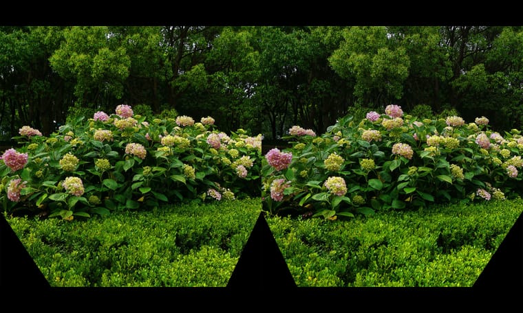 上海世纪公园的绣球花  240821 - 图片7