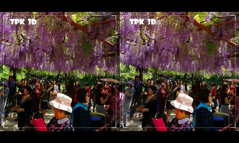 争先恐后观紫藤（3） 240915 - 图片2