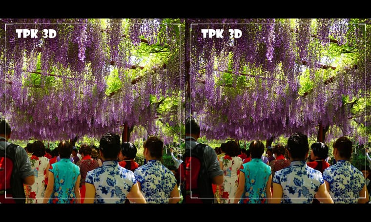 争先恐后观紫藤（3） 240915 - 图片8