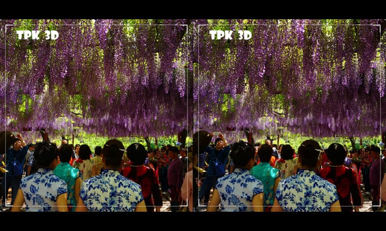 争先恐后观紫藤（3） 240915 - 图片9