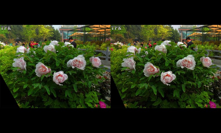 洛阳行 赏牡丹2  240919 - 图片8