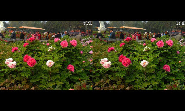 洛阳行 赏牡丹3  240920 - 图片5