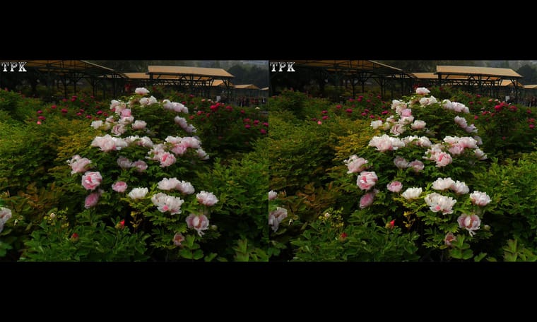 洛阳行 赏牡丹3  240920 - 图片6