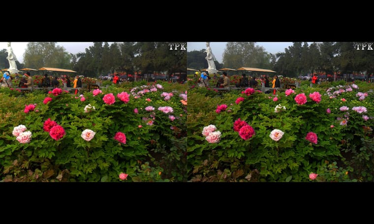 洛阳行 赏牡丹3  240920 - 图片7