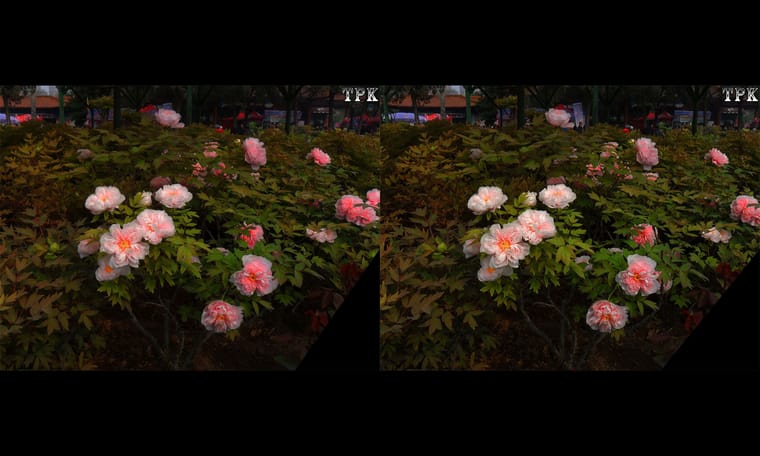 洛阳行新作 赏牡丹4   240921 - 图片7