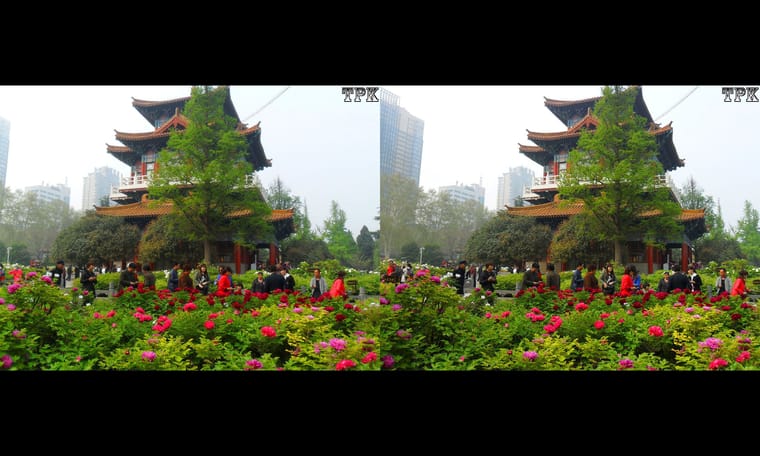 洛阳行新作  赏牡丹5  240925 - 主图
