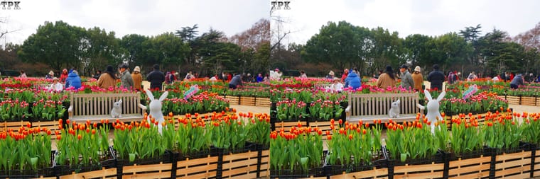 2026年迎春花市 1【立体摄影】平行左右图 260202 - 图片6