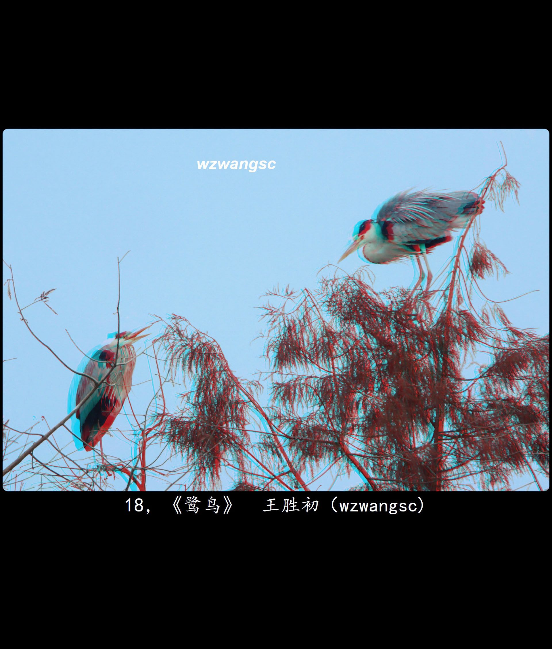 全国立体摄影作品选 II【佳作欣赏】XRC红青图 260330 - 图片8