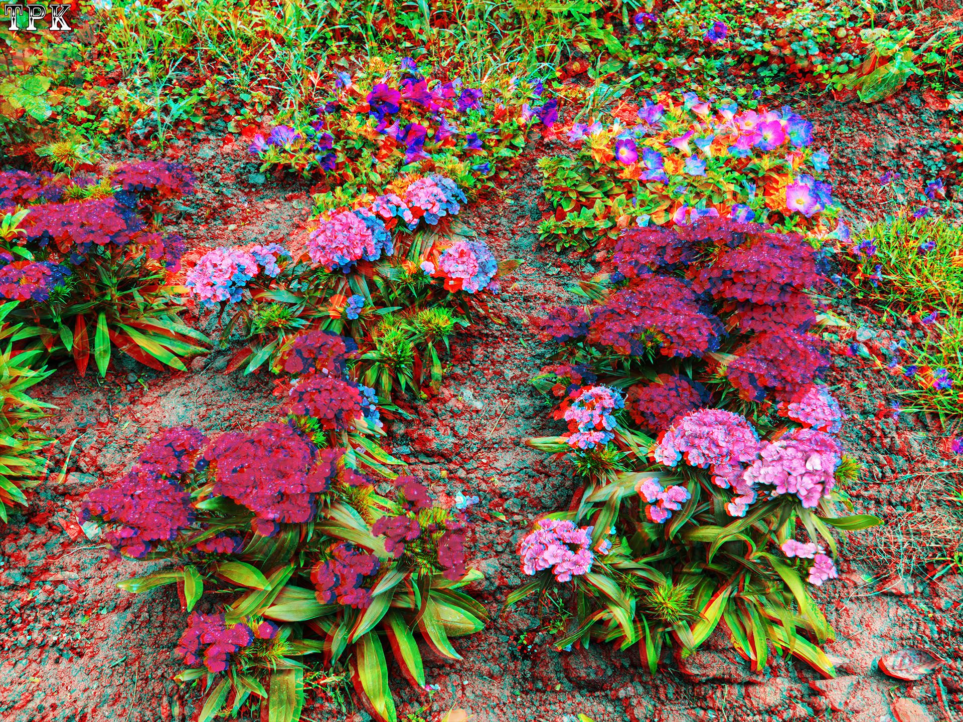 随意拾得3D归【立体摄影】XRC红青图 260414 - 图片7