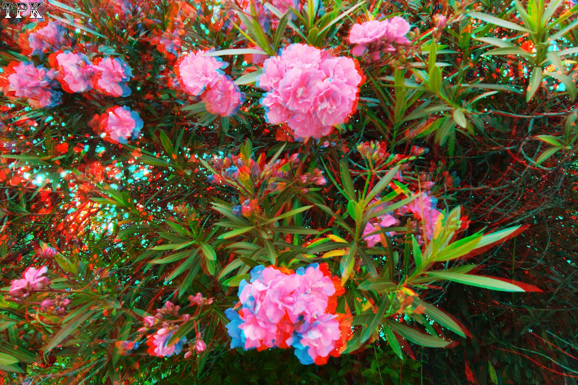 车站边上的夹竹桃【立体摄影】XRC红青图 260523 - 图片7