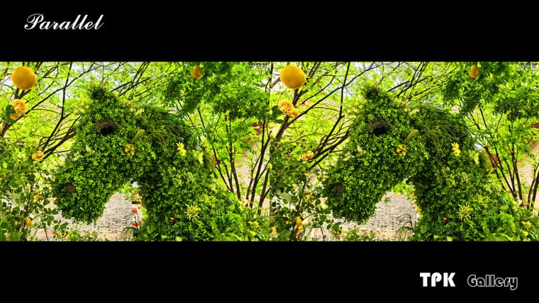 2026上海国际花卉节(4) 【立体摄影】SBS左右图 260525 - 图片2