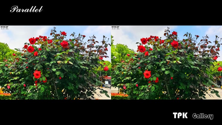 游乐赏花静悄悄【立体摄影】SBS左右图 260531 - 图片8
