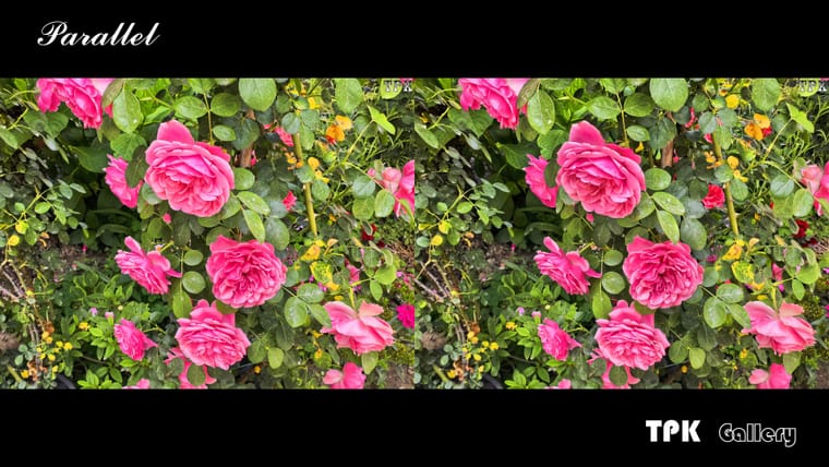 小小绿地花开正艳【立体摄影】SBS左右图 260630 - 图片7